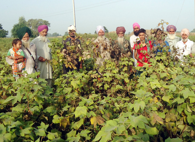 Whitefly eats up 40% cotton crop in Fazilka