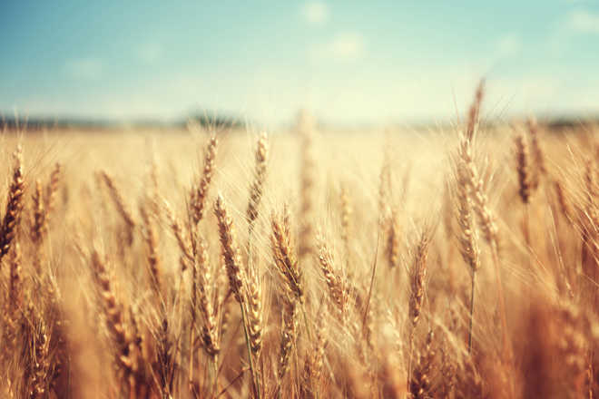 New gene discovery could improve wheat production