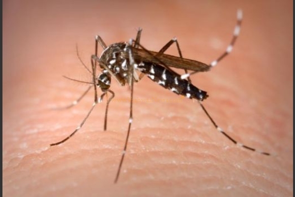 Dengue cases touch 57 mark in Jhajjar, 21 in Karnal