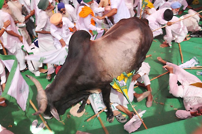 35 hurt as bull mauls protesting Bathinda farmers