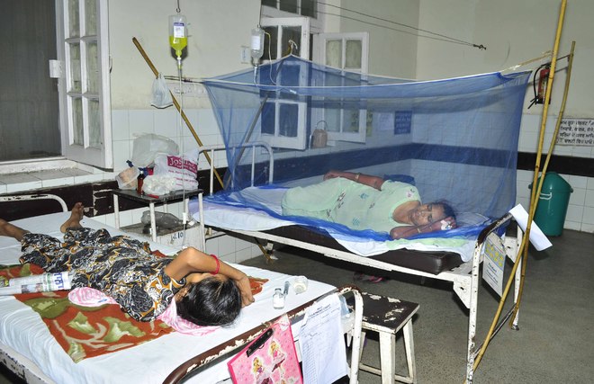 Dengue spreads wings, cases cross 1,000-mark