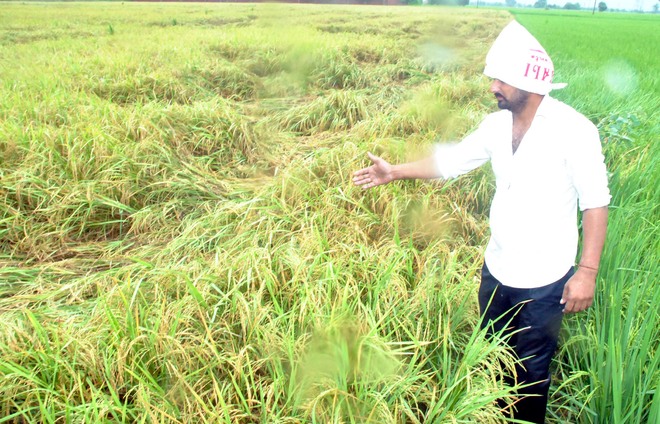 Rain spells worry for paddy growers