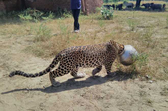 Leopard gets head stuck in water pot, rescued