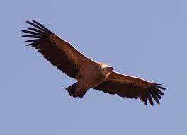 Doon valley prepares to receive rare vultures