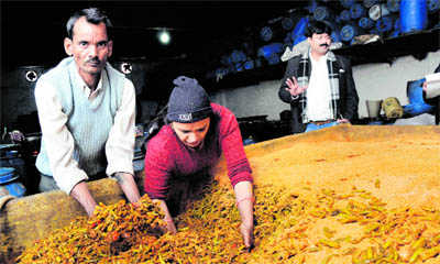 Spice of life: Surrender to Panipat pickle!