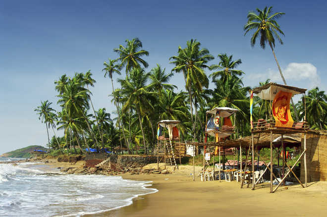 Coconut tree is no tree? Goa govt is nuts, says Oppn
