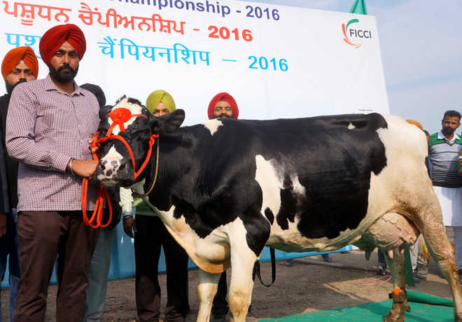 Moga man’s cow sets another national record