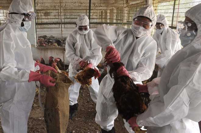 Avian flu: Over 8,000 birds being culled in Tripura