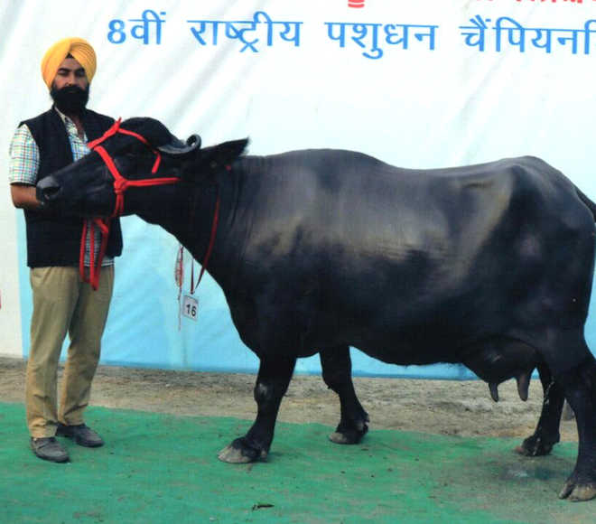Murrah buffalo sets record with 26.33 kg milk