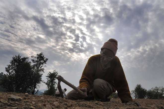 Wheat farmers upset over dry spell : The Tribune India