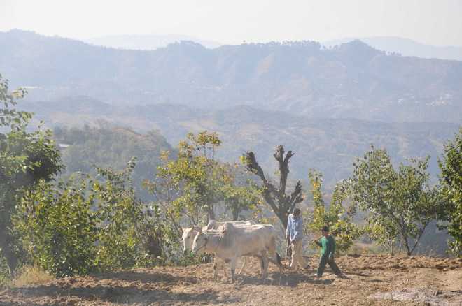 Dry spell has Kangra farmers worried : The Tribune India