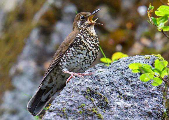 New bird species in North-East