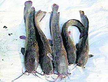 Banned Magur fish devouring breeders’ biz