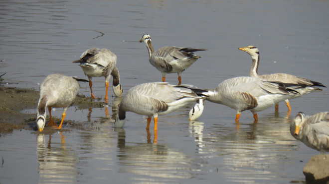 Mapping and Monitoring of Natural Resources of Kanjli Wetland Ecosystem ( Punjab) India-An Integrated Approach for its Conservation.