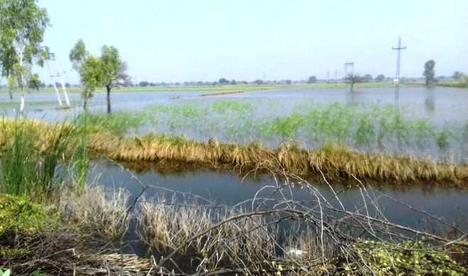Waterlogging hits wheat, mustard sowing in Bhiwani