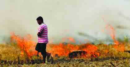 Punjab, Haryana told to implement action plan on stubble burning