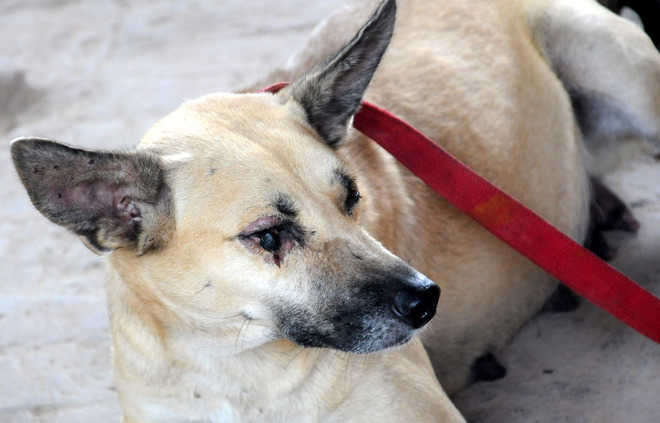 Beastly act: Pregnant canine blinded by three brothers