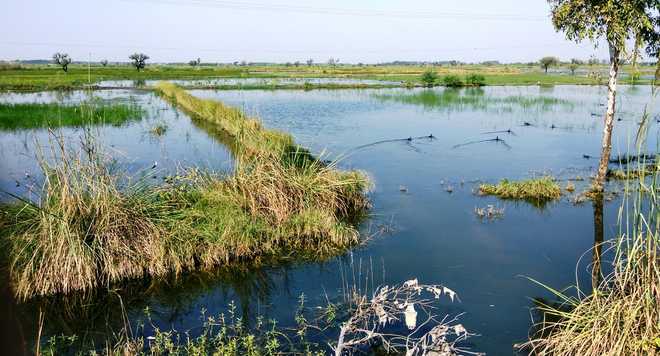 3,500 acres in Charkhi Dadri waterlogged for months