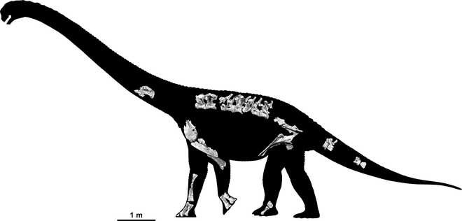 New species of long-necked dinosaur found in Australia
