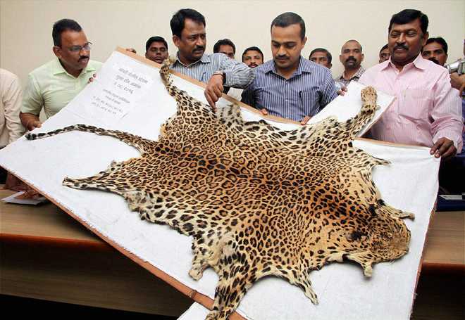 10 from Haryana convicted of wildlife poaching, says WCCB
