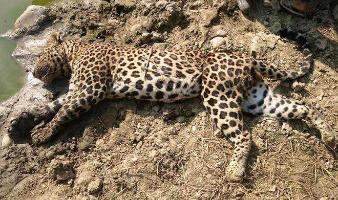 Leopard found dead near pond