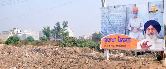 Picture of Majitha