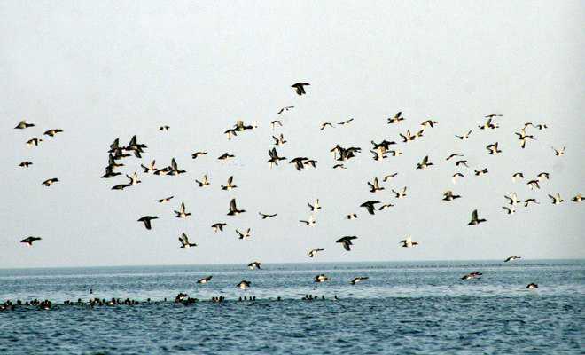 Migratory bird count rises to 58,286 in Pong