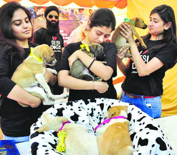 Dog show sees participation of 211 canines