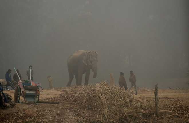 Thick fog affects normal life at several places in Punjab, Haryana