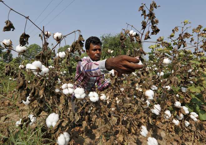 Pakistan rejects 10,000 bales of Indian cotton consignment