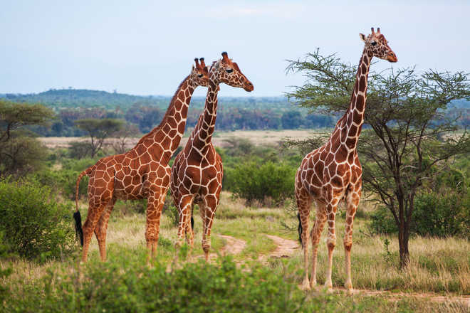 Giraffes threatened with extinction