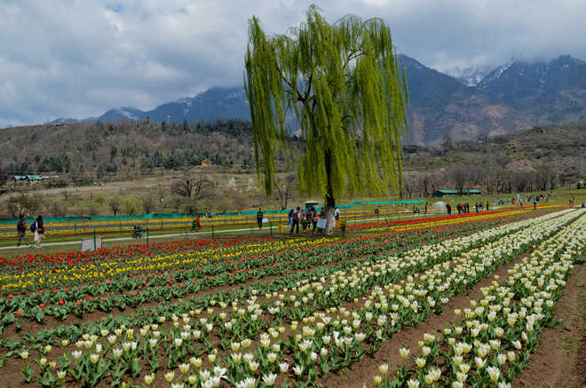 Tulip beds being readied for next spring