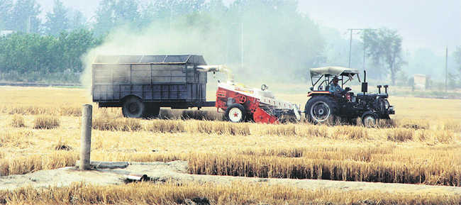 Govt scraps import duty on wheat