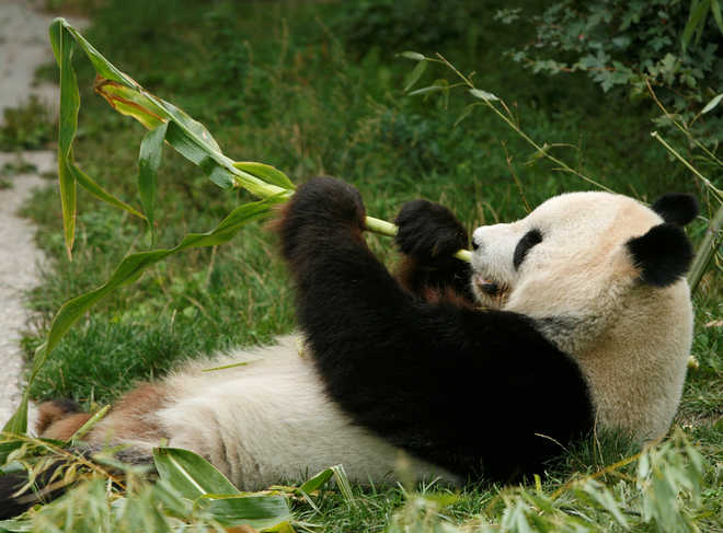 Male panda who fathered twins born in summer dies in Vienna zoo