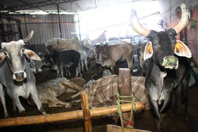 Rohtak cowsheds in crisis as donations decline