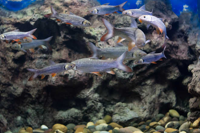 How some fish survive toxic pollution levels decoded