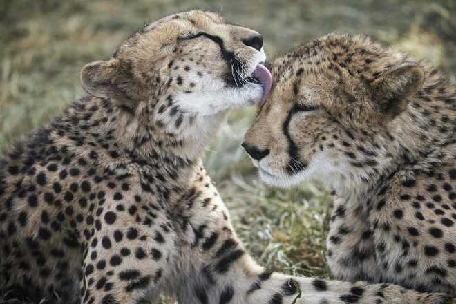 Cheetahs face extinction as global population crashes
