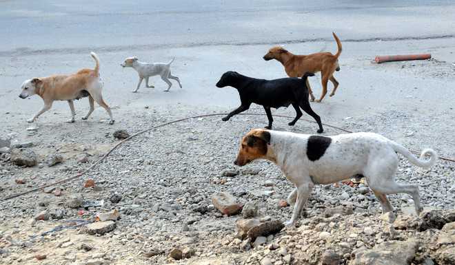 No plan to tackle stray-dog menace in rural belt : The Tribune India