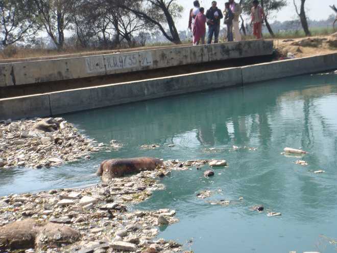 NHRC to hear plea on bodies found in Bhakra canal