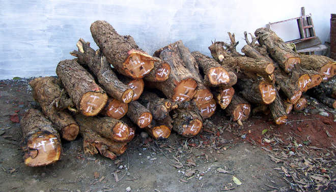 12 nabbed for Chamba tree felling