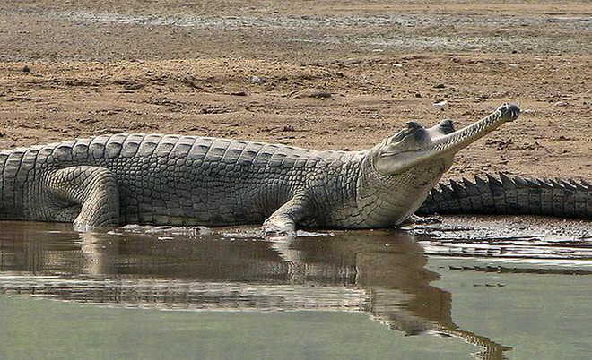 After 50 yrs, gharials to make a comeback in Harike