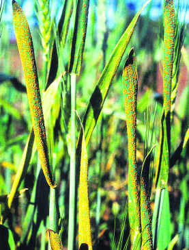 40 pc wheat crop in state vulnerable to yellow rust