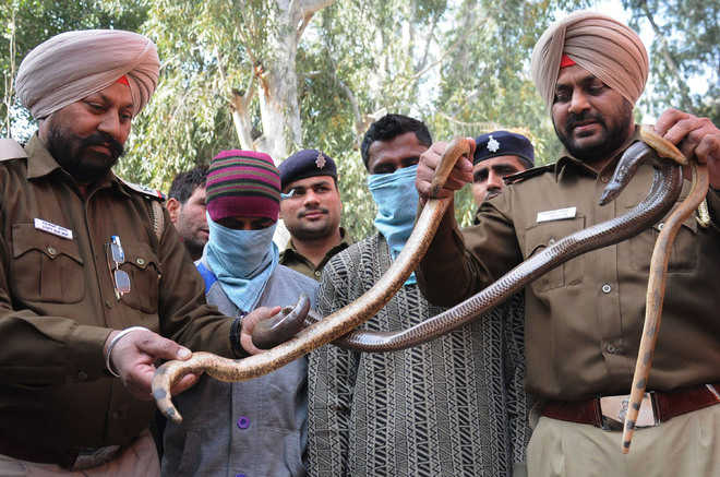 Illegal sale of snakes lands 2 in police net