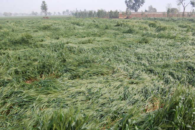 Rain, hail flatten wheat crop in Hisar