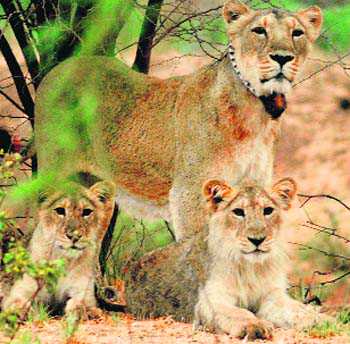 310 Asiatic lions died in Gir in 5 yrs