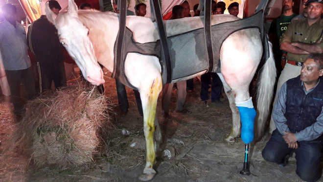 Horse assault: Mussoorie MLA in judicial custody