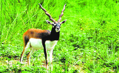Abohar wildlife sanctuary declared eco-sensitive zone