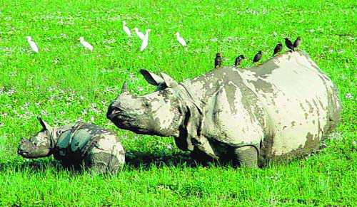 Protecting rhinos is key election issue in Assam