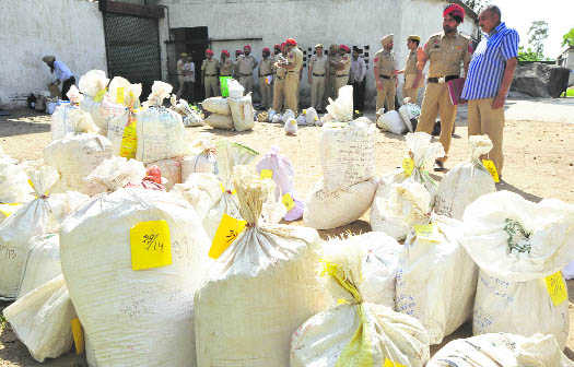 Mohali police destroy large quantity of drugs