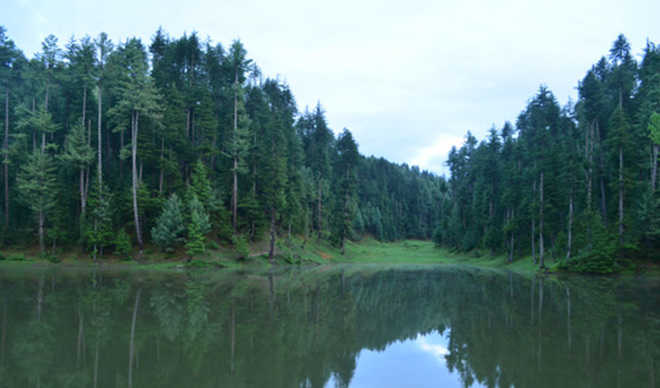 Kashmir forests growing only on paper